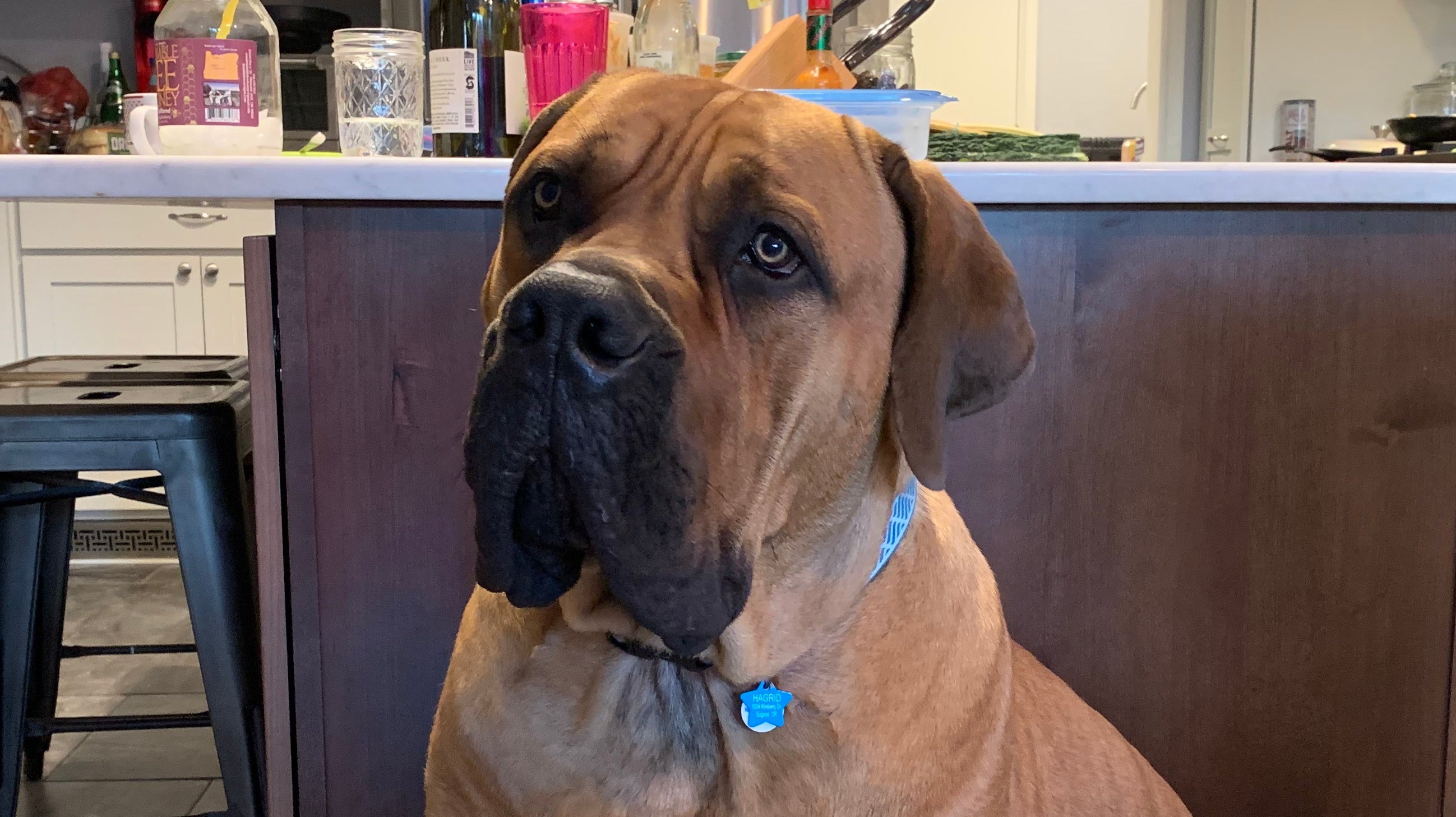 How do I give hemp products to my pet?  How much should I give my pet?