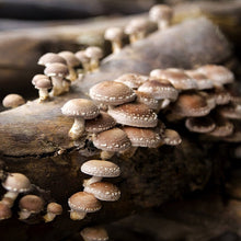 Load image into Gallery viewer, Shiitake Mushroom Extract - Organic
