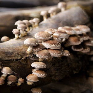 Shiitake Mushroom Extract - Organic