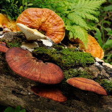 Load image into Gallery viewer, Reishi Mushroom Extract - Organic
